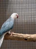 Witkop witataart  halsband man van 2021, Mannelijk, Parkiet