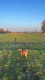 Hondenoppas gezocht, Dieren en Toebehoren, Stalling en Weidegang