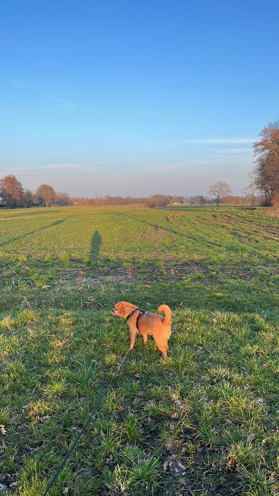 Hondenoppas gezocht, Dieren en Toebehoren, Stalling en Weidegang