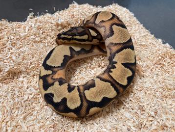 1.0 Orange Dream Yellowbelly het Pied ball python regius beschikbaar voor biedingen