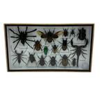 Insecten Box Horizontaal | 16 Opgezette Insecten | 36x20 cm