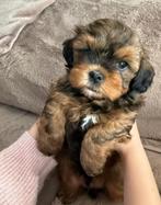 Shih Poo pups, Dieren en Toebehoren, Rabiës (hondsdolheid), Overige rassen, 8 tot 15 weken, Meerdere