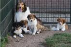 Schotse Collie ( Lassie ) x Australian Shepherd pups, Dieren en Toebehoren, Honden | Herdershonden en Veedrijvers, Nederland, CDV (hondenziekte)