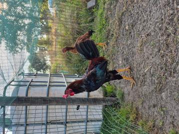 Yokohama x leghorn haan gratis beschikbaar voor biedingen