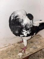 Holle kropper zwartbond duivin, Dieren en Toebehoren, Vogels | Duiven, Vrouwelijk