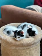 Kittens kruising maincoon, Dieren en Toebehoren, Katten en Kittens | Overige Katten, Meerdere dieren, Langharig, 0 tot 2 jaar