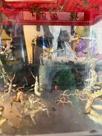 Ruilen 1 flappentakken 1 mandarijn / peer / appel, Dieren en Toebehoren