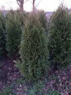 Thuja occidentalis 'Pyramidalis Compacta', Ophalen, 100 tot 250 cm