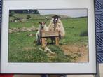 Foto, schapen langs Hadrians wall, Antiek en Kunst, Kunst | Schilderijen | Klassiek, Ophalen of Verzenden