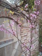 Cercis canadensis Judasboom, Halfschaduw, Overige soorten, Lente, 250 tot 400 cm