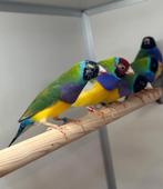 Gouldamadines, Meerdere dieren, Tropenvogel