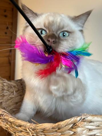 Zeldaam Cinnamon Mink Ragdoll kitten met stamboom beschikbaar voor biedingen