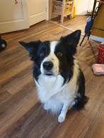 Dekreu Border Collie – Lief, Sociaal & Intelligent, 6 jaar of ouder, Rabiës (hondsdolheid), Reu, Collie