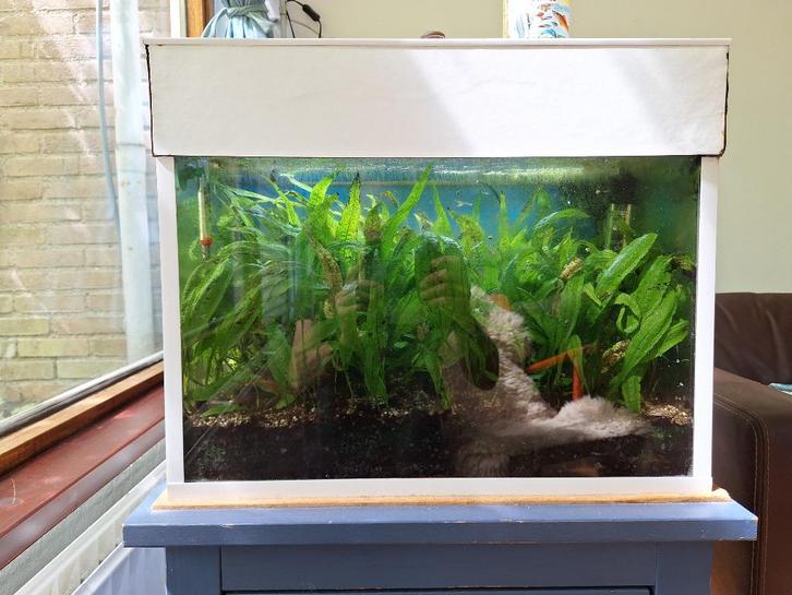 Aquarium 60 L compleet met meubel, Dieren en Toebehoren, Vissen | Aquaria en Toebehoren, Gebruikt, Gevuld zoetwateraquarium, Ophalen