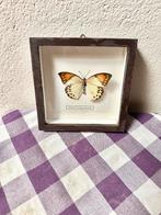Grote oranjetip vlinder, Ophalen of Verzenden, Gebruikt, Insect, Opgezet dier
