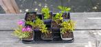 Diverse Stekken 8 stuks, Ophalen, Zomer, Overige soorten, Volle zon