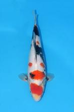 Enkele schitterende koi (showa shiro ginrin shiro), Dieren en Toebehoren, Karper of Koi