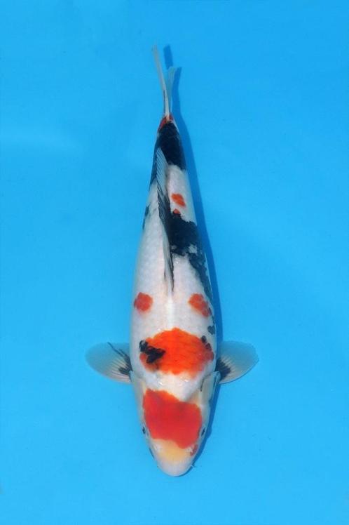 Enkele schitterende koi (showa shiro ginrin shiro), Dieren en Toebehoren, Vissen | Vijvervissen, Karper of Koi