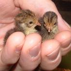 Chinese kwartel kuikens 10-8, Dieren en Toebehoren, Pluimvee, Meerdere dieren, Overige soorten