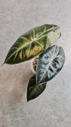Alocasia Pink Dragon, Ophalen of Verzenden, Halfschaduw, Minder dan 100 cm