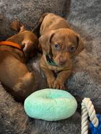 Prachtige red/ cream pups, Dieren en Toebehoren, CDV (hondenziekte), 8 tot 15 weken, Korthaar, Dwerg