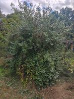 Gratis schapenwol gezocht