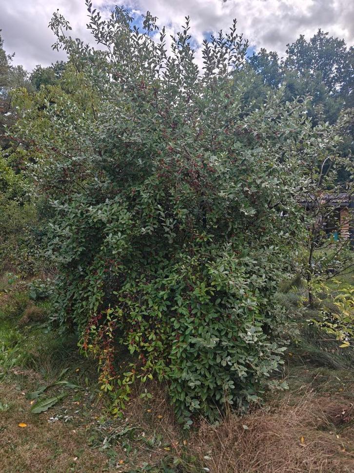 Gratis schapenwol gezocht, Dieren en Toebehoren, Schapen, Geiten en Varkens