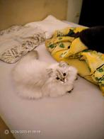 Langharige Perzische Kitten, Kater, Gechipt, 0 tot 2 jaar