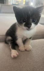 3 lieve kittens te koop!, Dieren en Toebehoren, Katten en Kittens | Raskatten | Korthaar, Meerdere dieren, Ontwormd, 0 tot 2 jaar