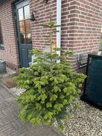 Nordmannspar in pot, Tuin en Terras, Bloeit niet, Overige soorten, 100 tot 250 cm, Ophalen