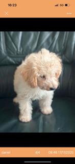 Maltipoo pup, Dieren en Toebehoren, Honden | Niet-rashonden, 15 weken tot 1 jaar, Reu, CDV (hondenziekte), Eén hond