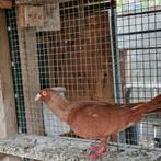 Duiven man te koop, Dieren en Toebehoren, Vogels | Duiven