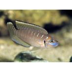 Lamprologus brevis [GRATIS], Dieren en Toebehoren, Vissen | Aquariumvissen, Vis, Zoetwatervis
