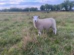 Noordhollander ooilammeren te koop, Dieren en Toebehoren, Schapen, Geiten en Varkens, Vrouwelijk, Schaap, 0 tot 2 jaar