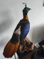 Zeldzame mooie opgezette Himalaya glansfazant fazant vogel, Ophalen of Verzenden, Gebruikt, Vogel, Opgezet dier