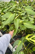 Monstera burle marx flame, Ophalen of Verzenden, Halfschaduw, Minder dan 100 cm