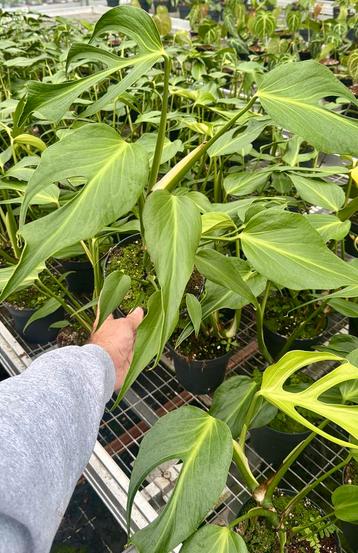Monstera burle marx flame beschikbaar voor biedingen