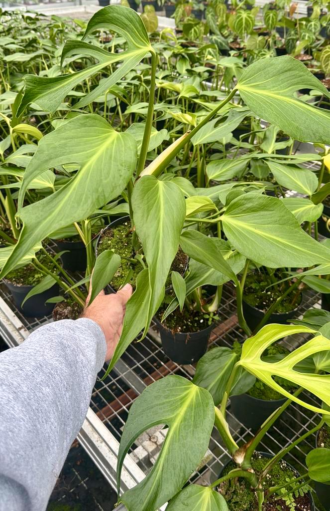 Monstera burle marx flame, Huis en Inrichting, Kamerplanten, Minder dan 100 cm, Halfschaduw, Ophalen of Verzenden
