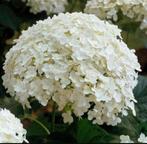 Hortensia Annabel - Prachtige witte bloemen!, Tuin en Terras, Planten | Tuinplanten, Vaste plant, Halfschaduw, Zomer, Ophalen