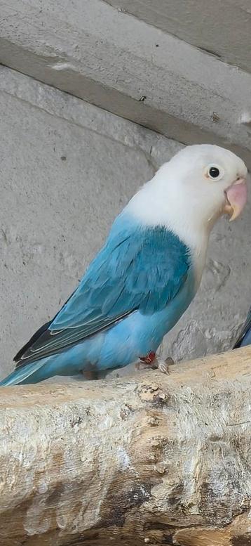 Opaline blauw fischeri's  beschikbaar voor biedingen