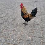 2 hanen, Dieren en Toebehoren, Mannelijk, Kip
