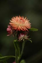 Zaden van de strobloem, Verzenden, Volle zon