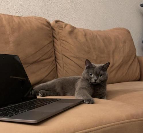 Tijdelijke opvang britse kortharen, Dieren en Toebehoren, Katten en Kittens | Raskatten | Korthaar, Kater, 3 tot 5 jaar, Gechipt