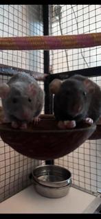 Gezocht: gezonde dekreu ( rat ), Dieren en Toebehoren, Rat, Mannelijk, Tam, September