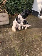 Friese Stabij x Friese stabij pups puppies puppy's, Overige rassen, Meerdere dieren, Eén hond, Nederland