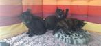 5 kittens aangeboden, Meerdere dieren