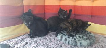 5 kittens aangeboden  beschikbaar voor biedingen