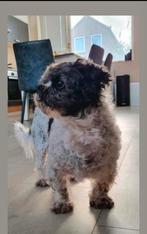 Oppas gezocht, Ophalen of Verzenden