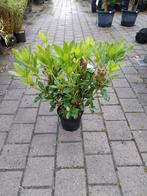 Rhododendron cunningham's white 40-60 cm, Ophalen, Zomer, Overige soorten, Halfschaduw