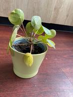 Pannenkoekplant met pot., Ophalen, Overige soorten, Halfschaduw, In pot
